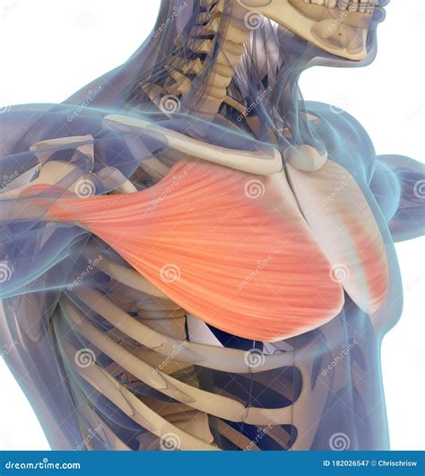 3D Illustration Of Pectoralis Major Part Of Muscle Anatomy Royalty