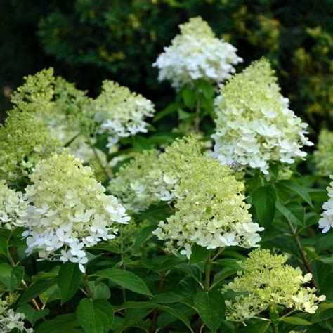 Hortensja Bukietowa Limelight Hydrangea Paniculata Sprawdź Ceny