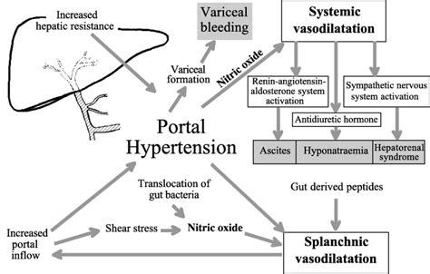 Portal Hypertension Pathophysiology