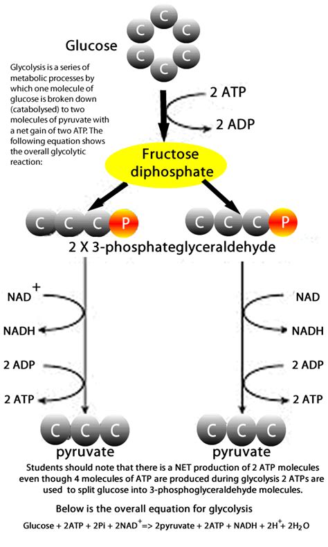 Biology The Cell Aerobic Respiration