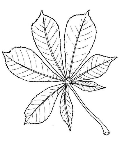 Eucalyptus Leaf Drawing at GetDrawings | Free download