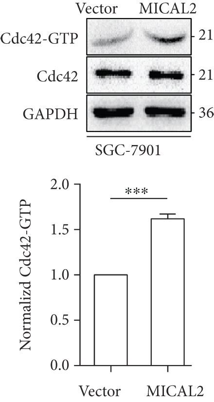 Mical Promotes Yap Nuclear Translocation Through Cdc Activation A