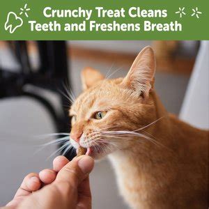 10 Best Cat Dental Treats 2025 According To Reviews Chewy