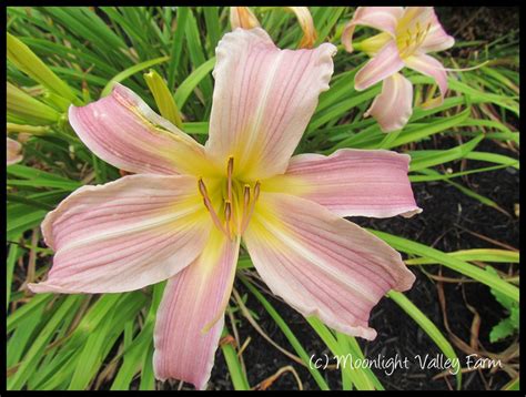 Daylilies