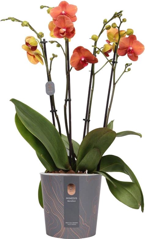 Mimesis Orchidee plant Phalaenopsis Marvellous Oranje ø17cm ...