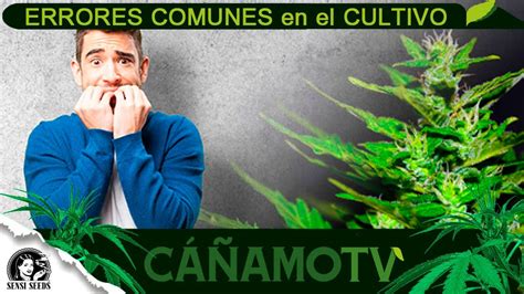 Los Errores M S Comunes En El Cultivo De Cannabis Youtube