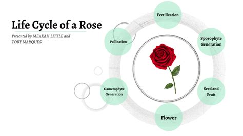 Life Cycle Of A Rose By Meakah Little On Prezi