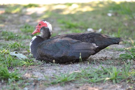 Urban Wildlife Guide Muscovy Ducks