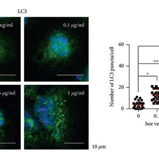 Bee Venom Induces Autophagy In A Dose And Time Dependent Manner A