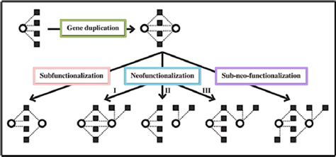 Evolutionary Models Of Functional Divergence Between Duplicate Genes Download Scientific