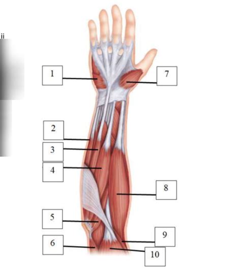 arm& hand muscles Diagram | Quizlet