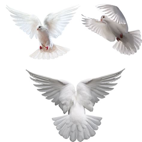 Columbidae Computer Icons Clip art - DOVE png download - 1600*1600 - Free Transparent Columbidae ...