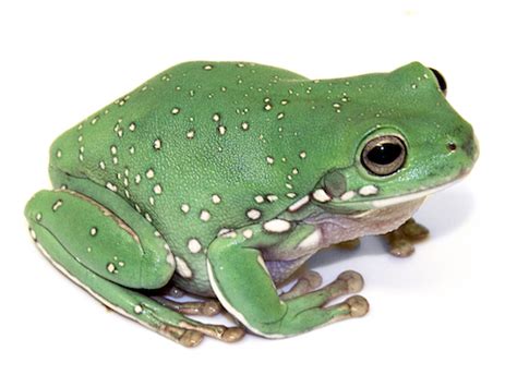 Whites Tree Frog for Sale | Reptiles for Sale