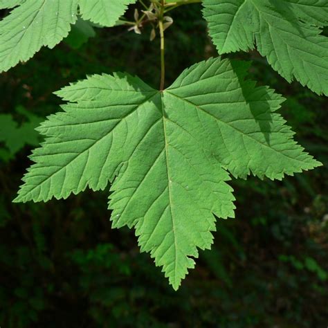 Douglas Maple - Natural Edge