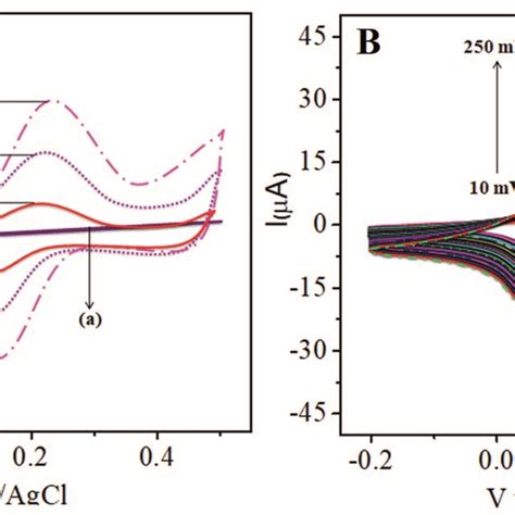 Cyclic Voltammetric Curves In Ph 7 Pbs For 100 Nm K4fecn6 A