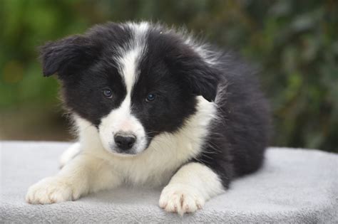 Chiot Elevage Du Mas Ensoleillé eleveur de chiens Border Collies en