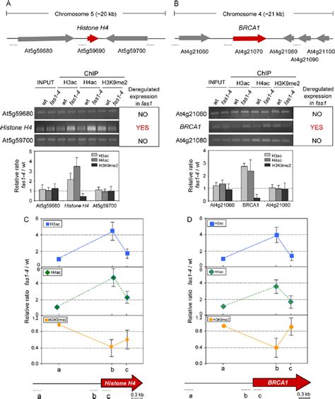 Effects Of Fas On Histone Modifications In Chromosomal Domains And