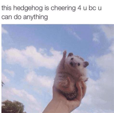 Wholesome Memes To Brighten Your Day