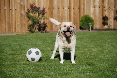labrador retriever life span  long  labradors