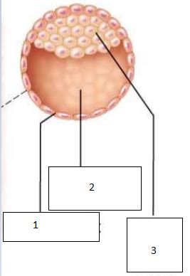 Repro Week Embryo Flashcards Quizlet