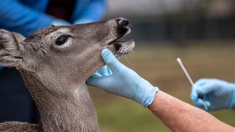 The coronavirus may be evolving in deer, two studies suggest. - The New