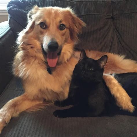 Daily Wenclair On Twitter Golden Retriever X Black Cat Gfs