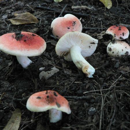 Russula Emetica