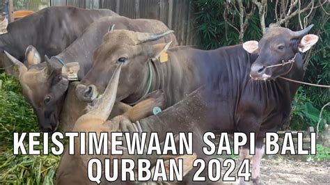 Keistimewaan Sapi Bali Qurban Youtube