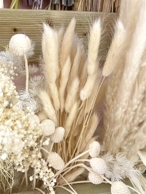 20 X Rabbit Tail Grass Bunny Tails Dried Flowers Lagurus Ovatus Plant