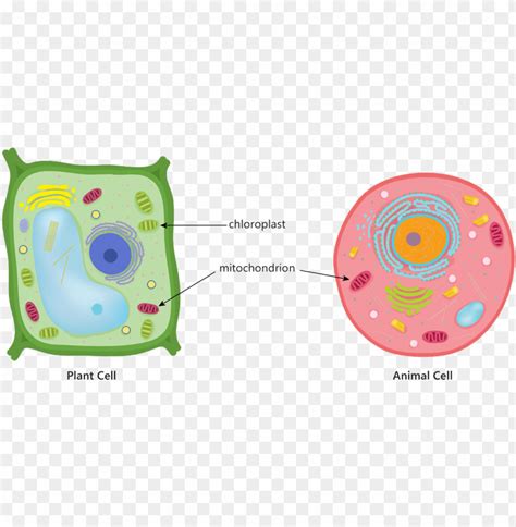 Animal Cell Mitochondria Why / Mitochondria - Compound light microscopes achieve useful ...