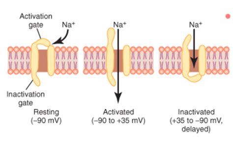 BIOL 3840H Week 3 The Action Potential Flashcards Quizlet