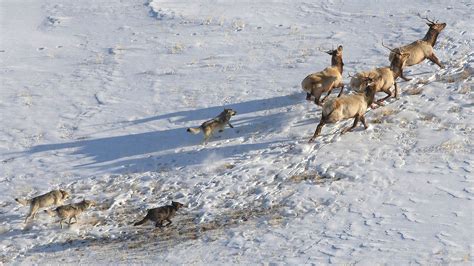 Book 'Yellowstone Wolves' Receives Prestigious Wildlife Society Award