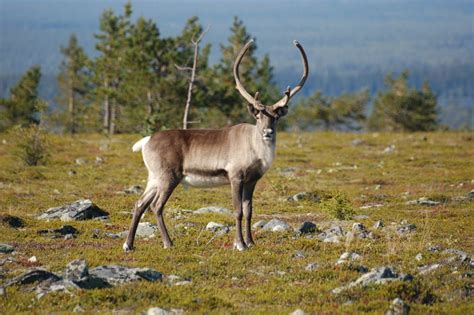 REINDEER - Disturbances and biogeochemistry