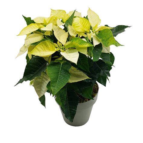 Yellow Poinsettia Fleurs De La Sagesse Beirut Lebanon