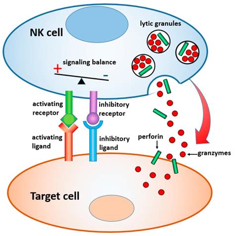 Nature系列综述利用NK细胞进行癌症免疫治疗 澎湃号湃客 澎湃新闻 The Paper