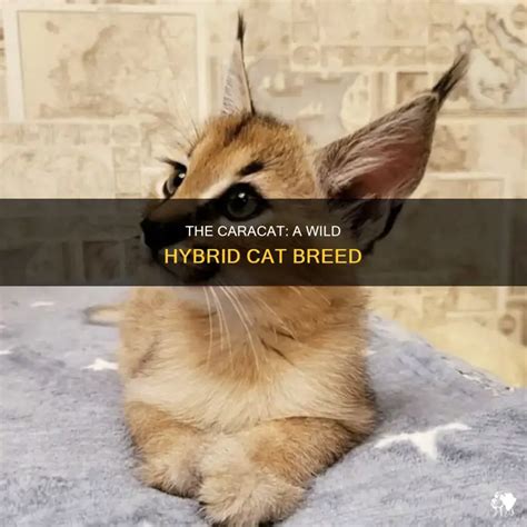 The Caracat A Wild Hybrid Cat Breed PetShun