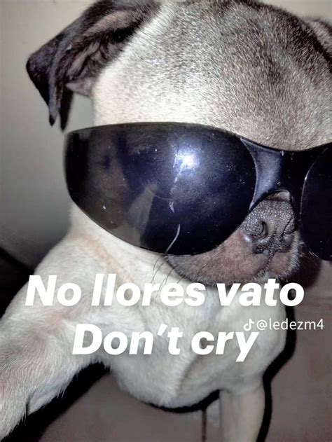 No Llores Vato Dont Cry No Llores Frases Llorar