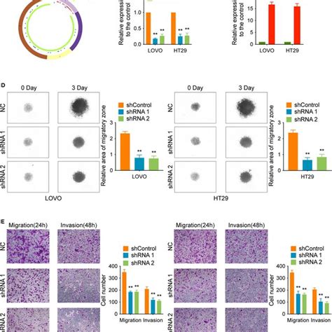 Circcspp1 Knockdown Inhibited Crc Cell Migration And Invasion In Vitro