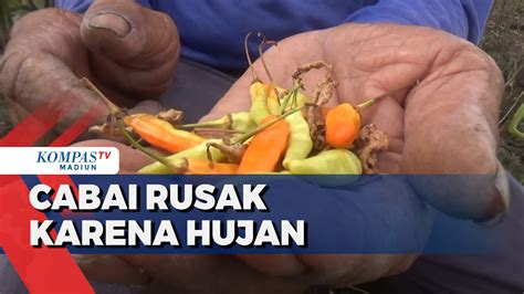 Berita Harian Tanaman Cabai Rusak Terbaru Hari Ini Kompas