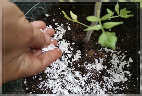 Eggshells Fertilizers How To Use Them Al Ardh Alkhadra