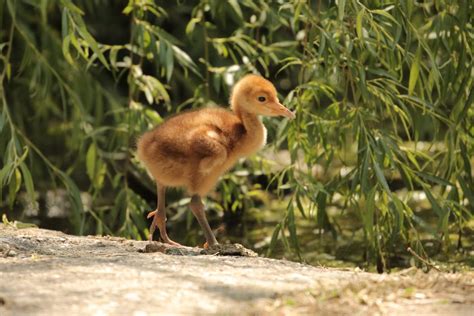 Al Parco Natura Viva Nato Kiki Unico Pulcino Di Gru Della Manciura