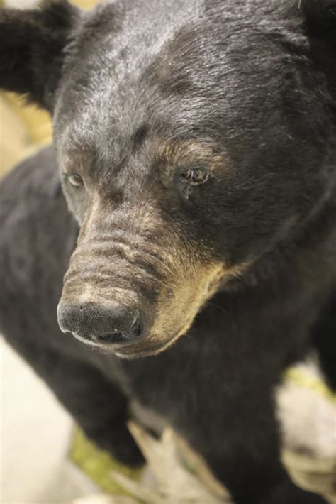 Sold Price: Full Body Black Bear Taxidermy Mount Display - Invalid date CST