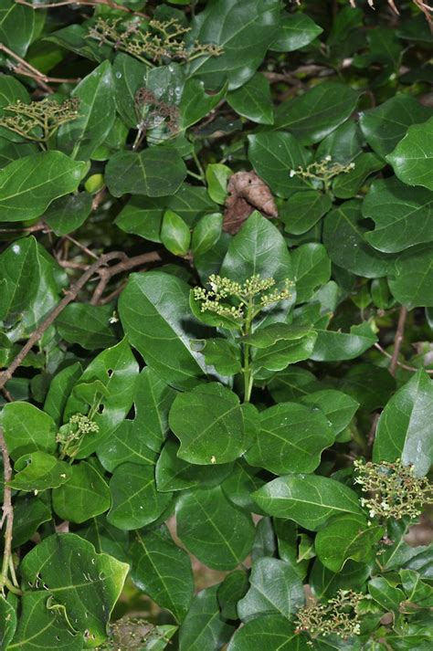 Premna Serratifolia Lamiaceae Image 44521 At PhytoImages Siu Edu