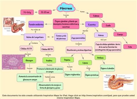 Fisiología Medica Generalidades De Páncreas