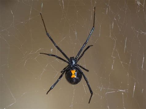 Viuda Negra Norteamericana Occidental Latrodectus Hesperus Picture