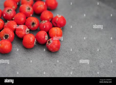 Medicinal Hawthorn Fruit From Forest Fruits Red Hawthorn Fruit Stock