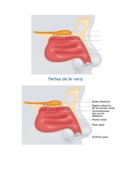 Partes De La Nariz 2013 Pdf