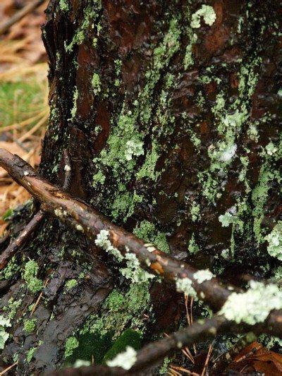 Lichens On Trees Treatment For Tree Lichen Lichen Tree Fungi