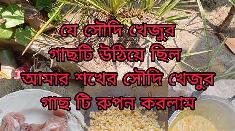 আমার সেই সৌদি খেজুর গাছটি আজকে রুপন করলাম । বড় মাছের মাথা দিয়ে মুরির