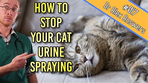 How Do You Stop A Cat From Spraying Indoors - Cat Lovster